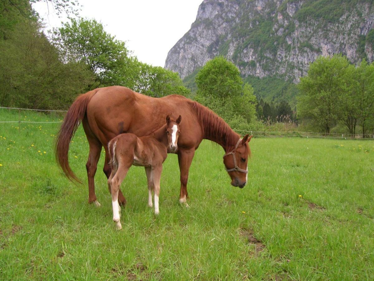 Agriturismo Maso Pertener -Adults Friendly- 코마노테르메 외부 사진