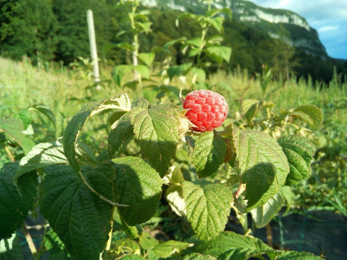 Agriturismo Maso Pertener -Adults Friendly- 코마노테르메 외부 사진