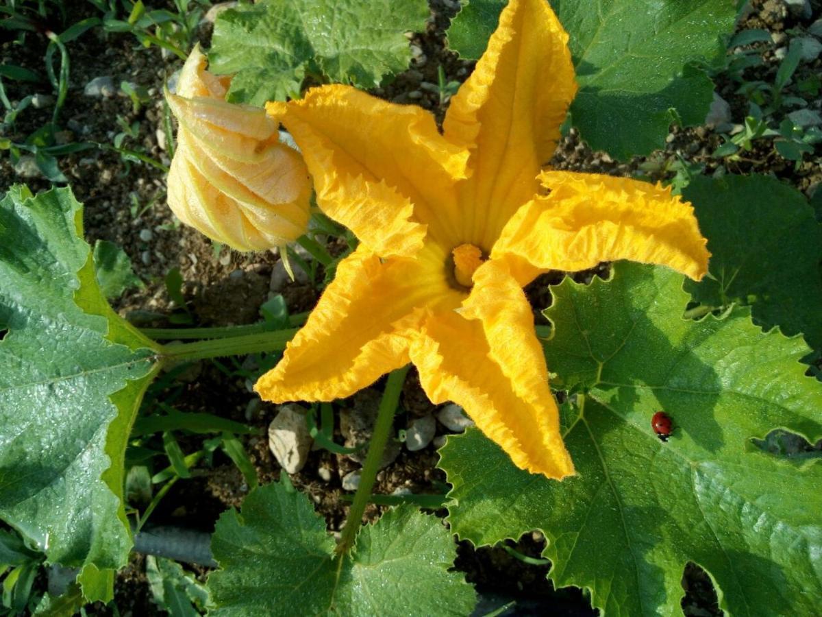Agriturismo Maso Pertener -Adults Friendly- 코마노테르메 외부 사진